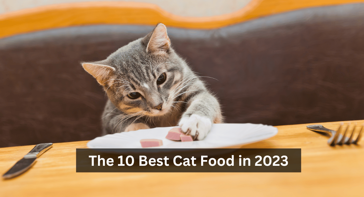 The 10 Best Cat Food In 2023 - Aspen Chase Eagle Creek